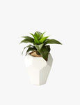 Monstera Leaf In Vase