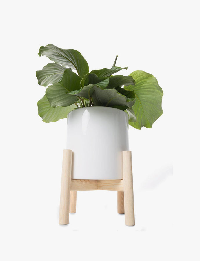 Kamerplant in sierpot