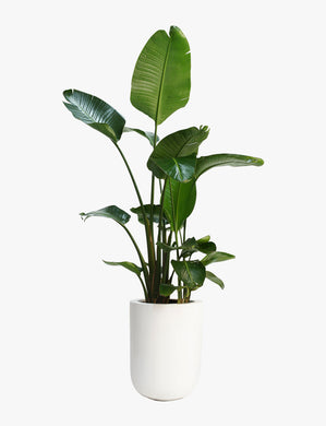 Monstera Leaf In Vase